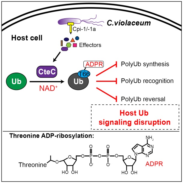 探索健康未来：2026上海燕窝滋补品展解码高端滋补新潮流(图1)