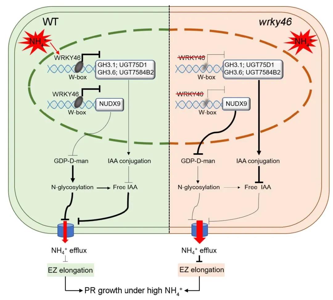 美国农业部发布2025年第三份中国市场油籽作物及产品报告(上):大豆生产、消费情况(图1)