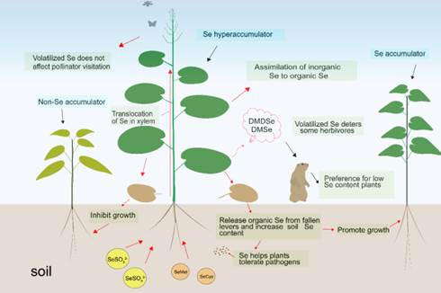 中国农业科学院加工所构建了基于高水分挤压技术的蛋白三维多孔纤维结构(图1)