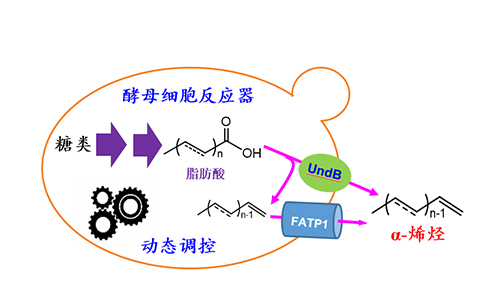生物蛋白精-道客巴巴(图1)