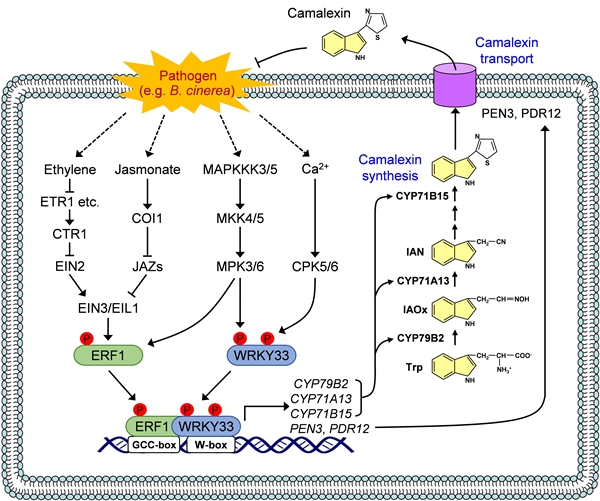 探索胶原蛋白提取生产线的科技魅力:从自然到美丽的桥梁(图1)