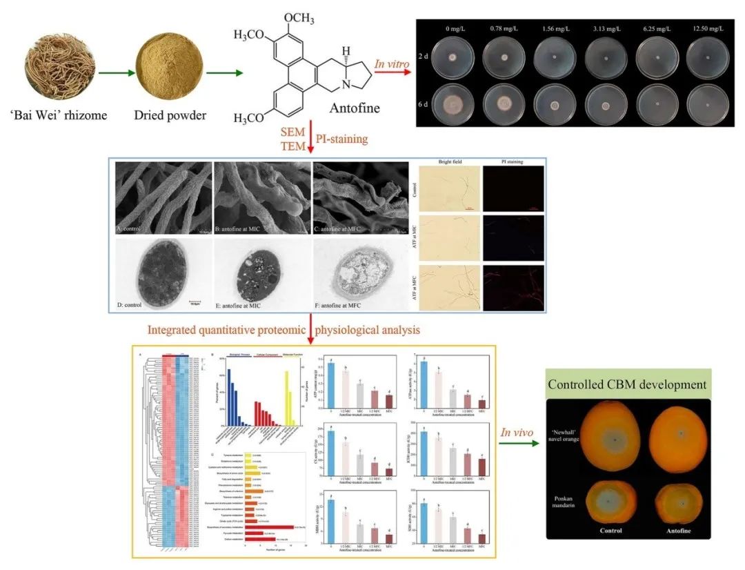 全国人大代表熊涛：大力发展微生物蛋白产业保障我国粮食安全(图1)