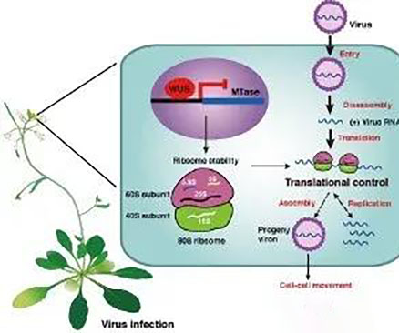 养宠市场乱象调查：宠粮掺石粉变“毒粮”贩卖“星期宠”入刑仍难禁(图1)