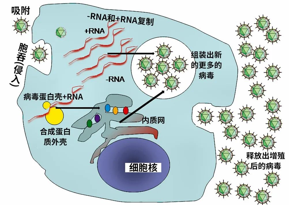 农业经济作物经济_国内农化行业最新资讯-世界农化网(图1)