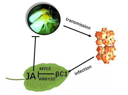 猪肉大局已定！不出意外的线大变化(图1)