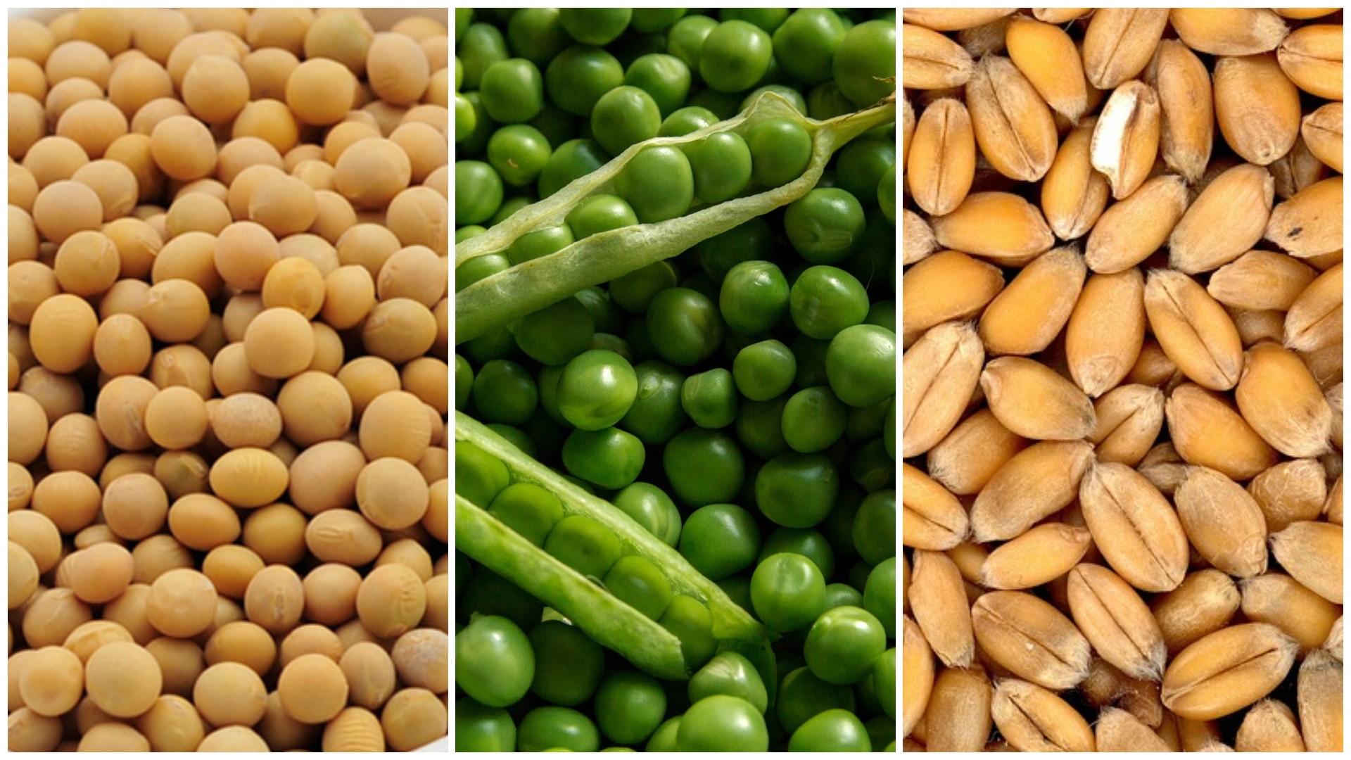 功能化未来:植物蛋白的新趋势(图1)