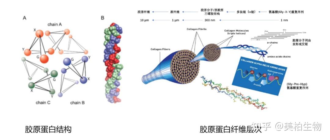 首部支持海洋生物医药发展的国家级政策出台(图1)