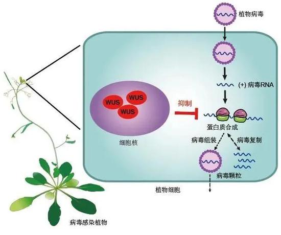 基因型×环境互作影响小扁豆品种粗蛋白与总氨基酸含量(图1)