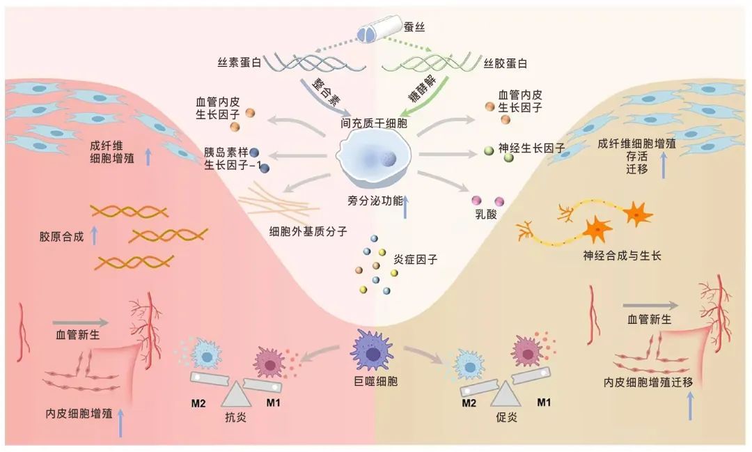 注射用菲泽妥单抗获批上市；南模生物涨停(图1)